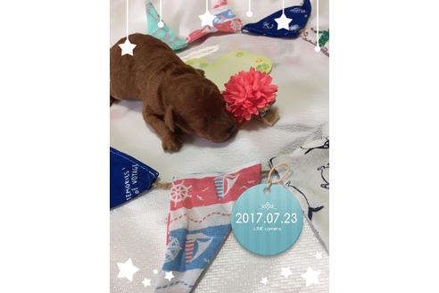 成約済の福岡県のトイプードル-33350の5枚目